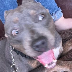 Meet your Posher, Bella